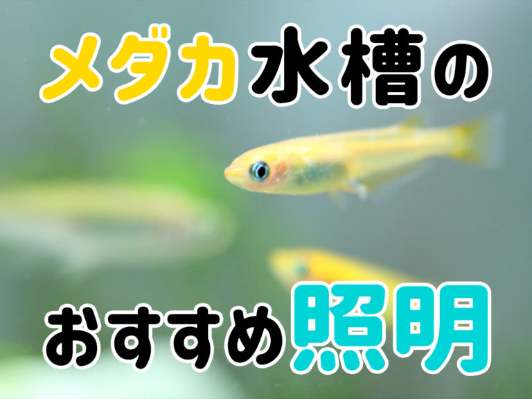 メダカ水槽のおすすめ照明の見出し画像と泳ぐメダカ
