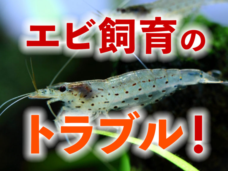 エビ飼育のトラブル！の文字と水槽内のエビの見出し画像