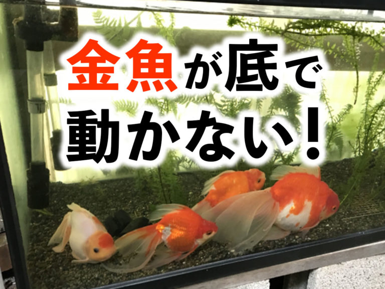 金魚が底で動かない！の文字と水槽底に沈む金魚の見出し画像