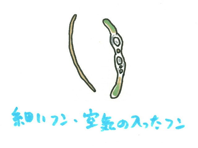 細いフンと空気が入ったフンのイラスト解説画像