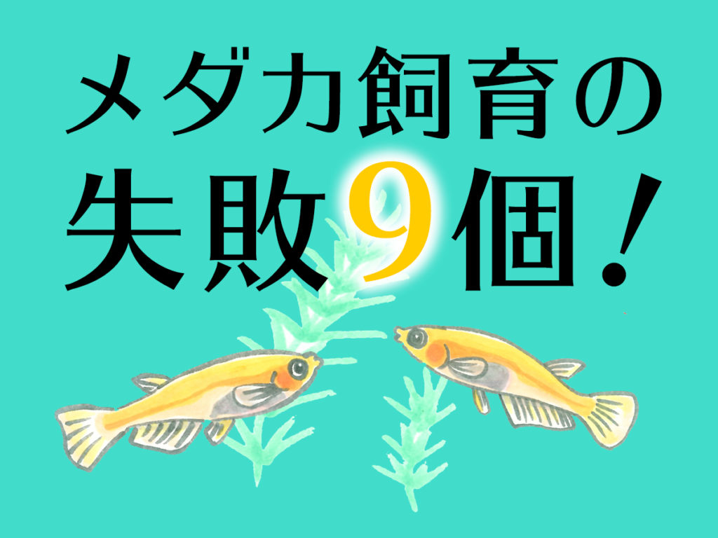 メダカ飼育の失敗9個！水合わせ・稚魚飼育などで初心者が陥りがちなミスのサムネイル画像
