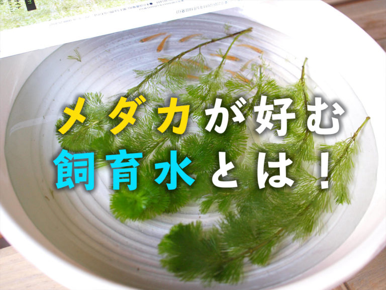 メダカが好む飼育水とは！の文字と水草が浮かぶ白い鉢