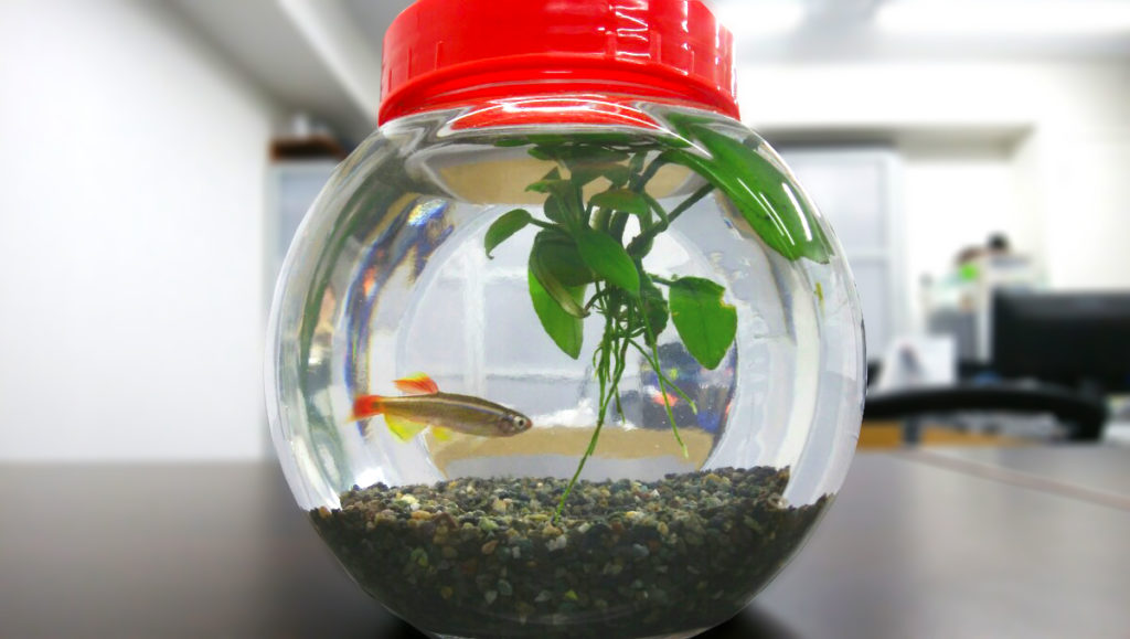 丸いボトル容器で泳ぐ小型魚と水草のアヌビアス類