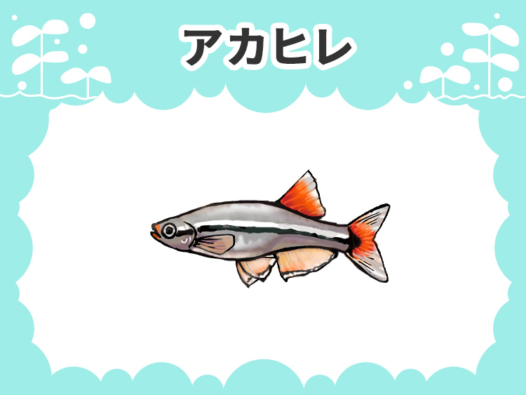アカヒレのお魚図鑑
