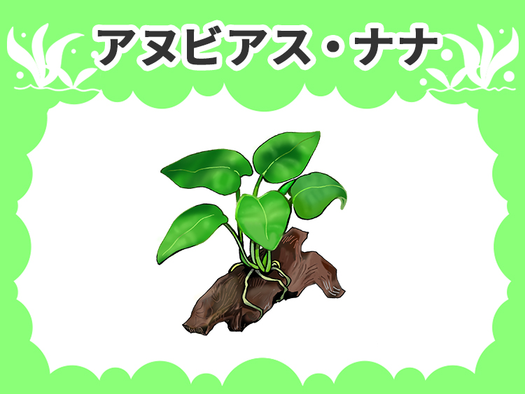 アヌビアス・ナナの水草図鑑