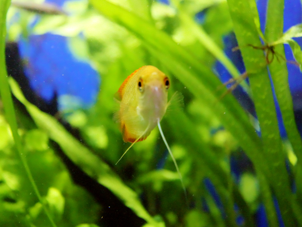水草の間を泳ぐオレンジ色のグラミーの仲間