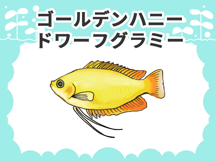 ゴールデンハニードワーフグラミーのお魚図鑑