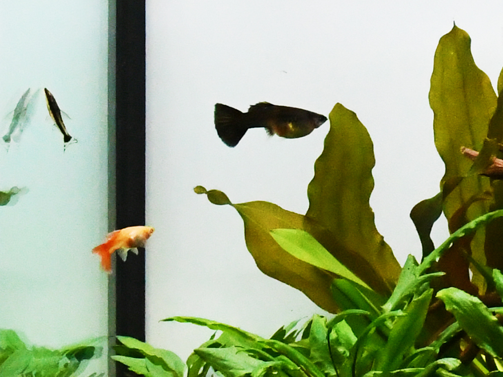 水草の間を泳ぐグッピーと小型熱帯魚の泳ぐ水槽内景観