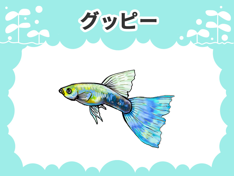 グッピーのお魚図鑑