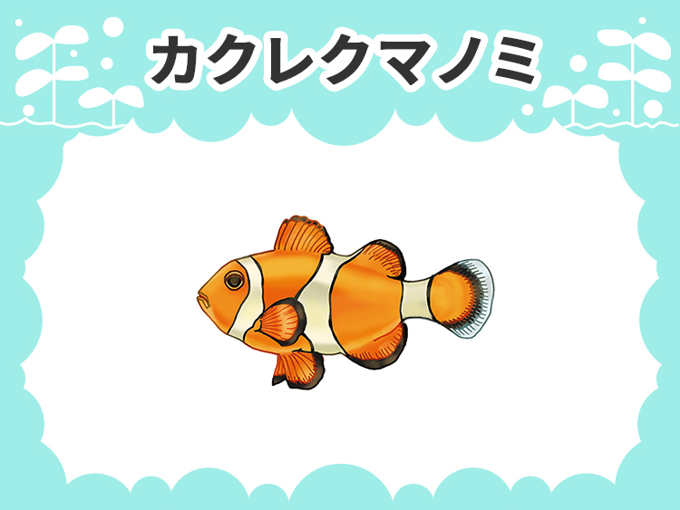 カクレクマノミのお魚図鑑