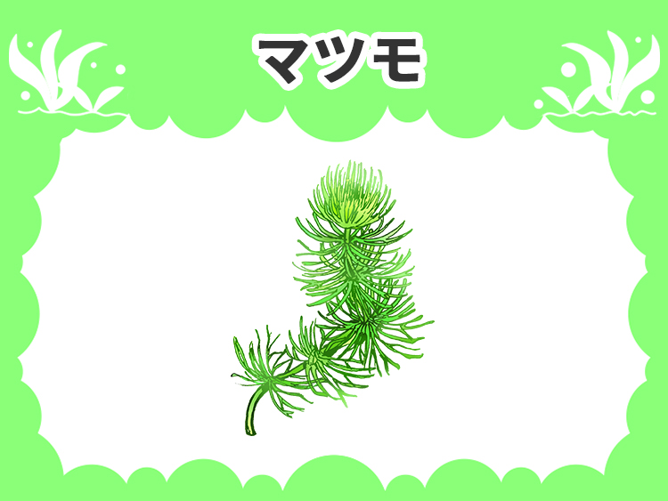 マツモの水草図鑑