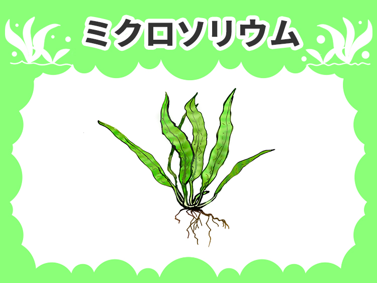ミクロソリウムの水草図鑑