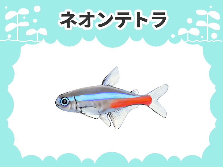 ネオンテトラのお魚図鑑