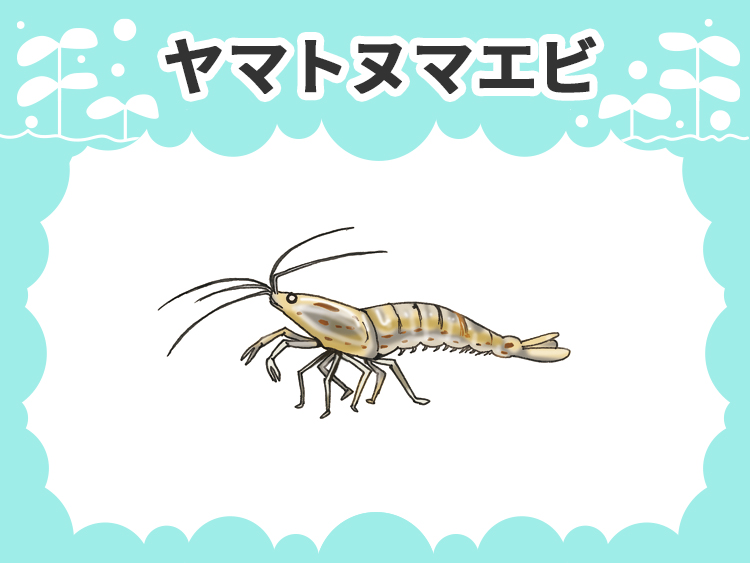 ヤマトヌマエビのお魚図鑑