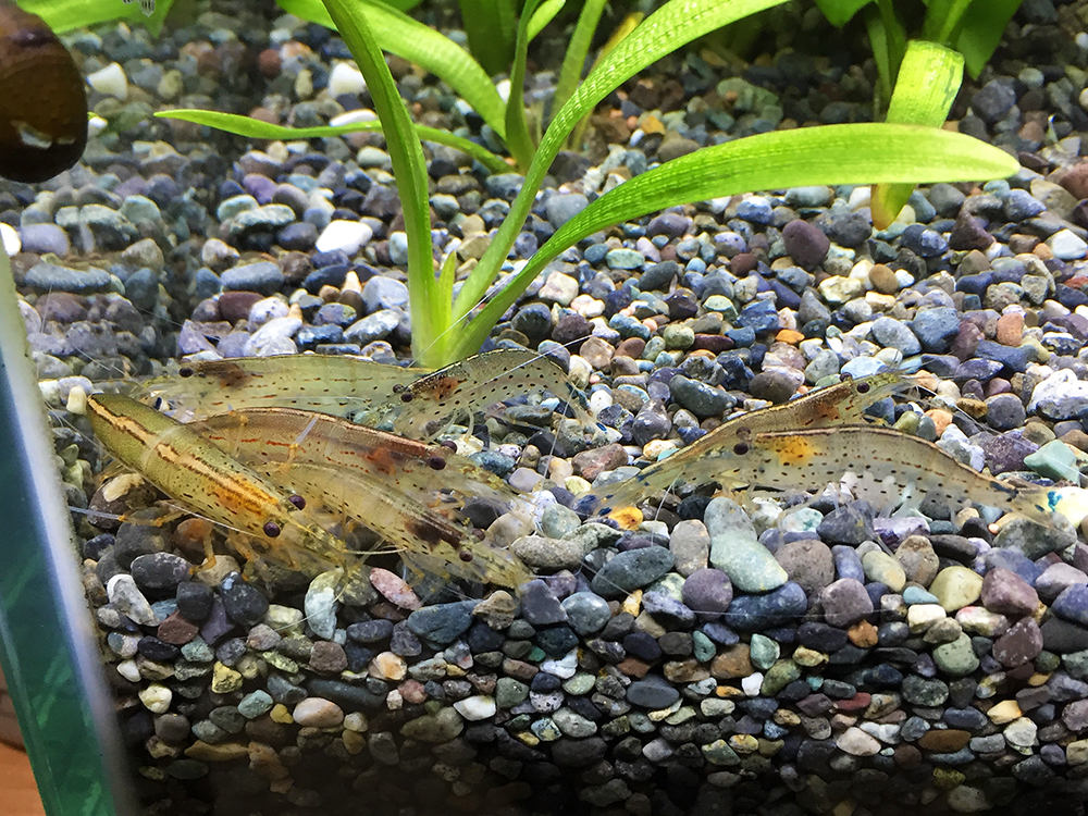 大磯砂の底砂に集まる複数のヤマトヌマエビと水草