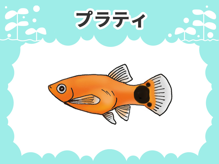 プラティのお魚図鑑