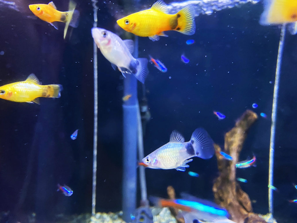 水槽内を泳ぐプラティとネオンテトラの仲間たち