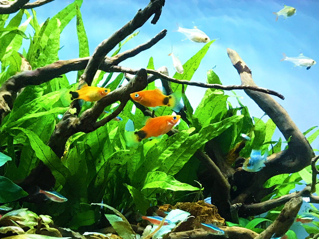 流木と水草の間を泳ぐオレンジ色の熱帯魚とネオンテトラの仲間
