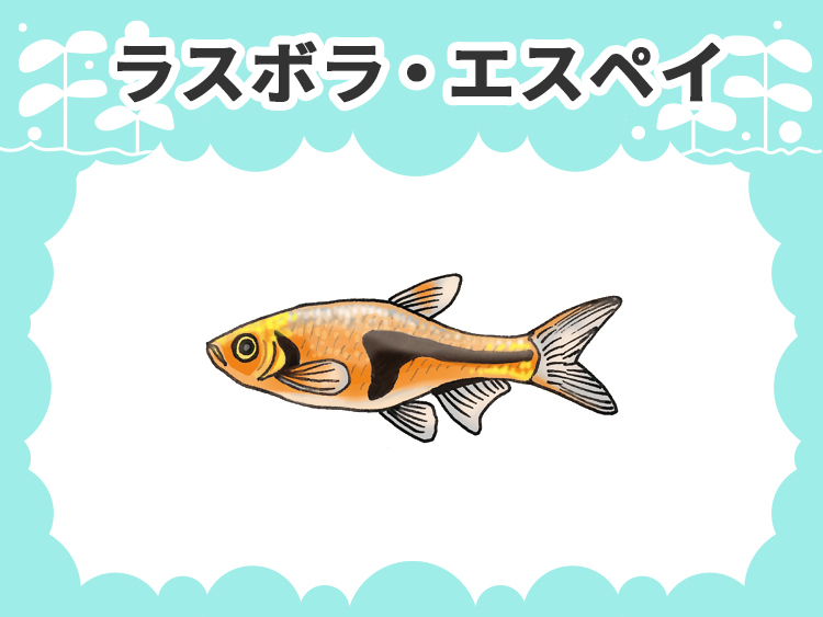 ラスボラ・エスペイのお魚図鑑