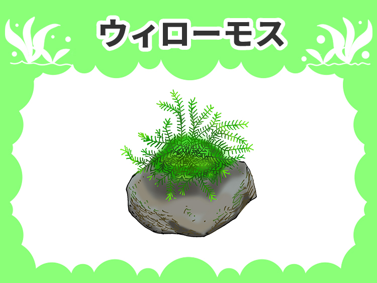 ウィローモスの水草図鑑