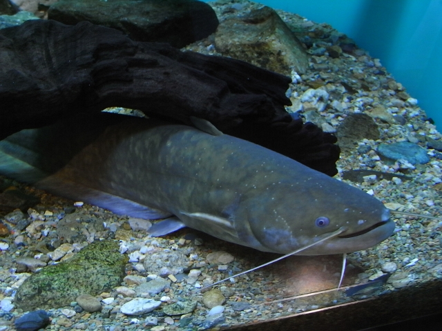 流木の下に潜むナマズと水槽底面の砂利や石の風景