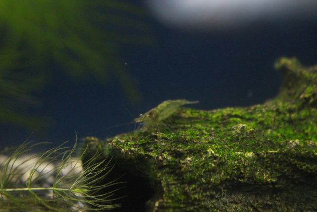 苔の付いた流木の上に佇む1匹の小さなエビと水草