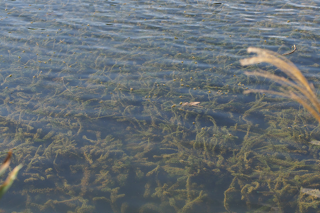 水面に広がる野生の水草と揺れる水面の風景
