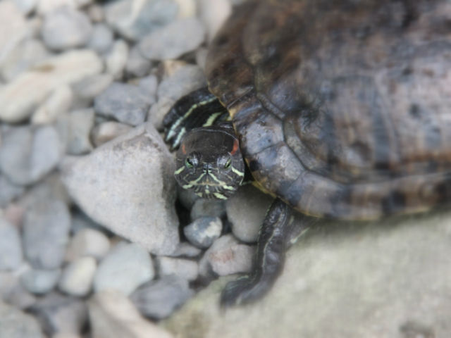カメと一緒に飼える魚や生き物は何がいる？のサムネイル画像