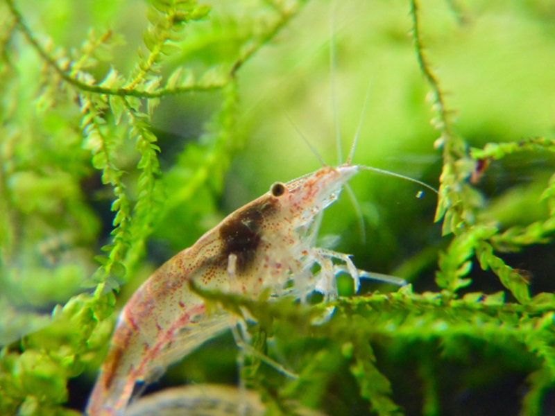 水草に掴まる半透明なヌマエビの仲間と緑色の水草