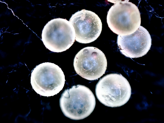黒い背景に並ぶ透明で球状の魚の卵