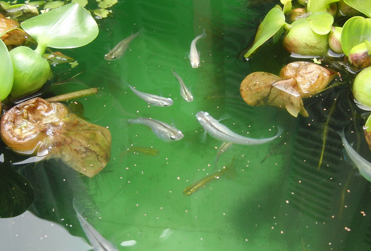 ホテイアオイが浮かぶ水面を泳ぐメダカの群れ