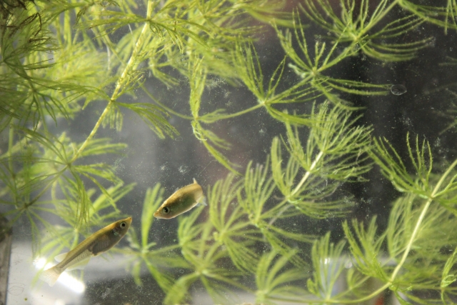 水草の間を泳ぐ2匹のメダカと生い茂るマツモ類