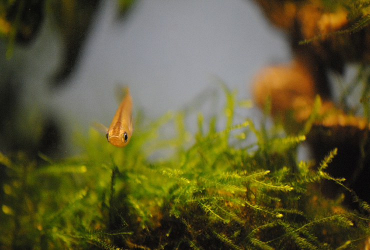 水草の上を泳ぐメダカと茂ったウィローモスの仲間