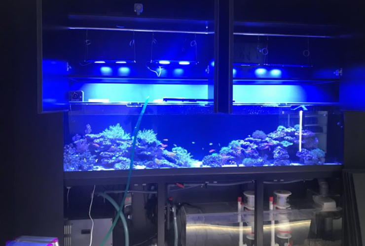 青い照明に照らされた大型の海水魚水槽と濾過システム