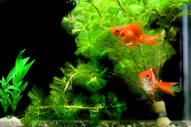 水草の茂る水槽内を泳ぐ2匹の金魚と人工植物