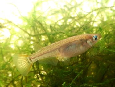 メダカが卵を産んだ！正しい孵化方法と稚魚のお世話・飼育容器・管理方法