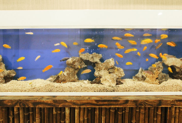 青い背景の水槽を泳ぐ黄色い熱帯魚と岩のレイアウト