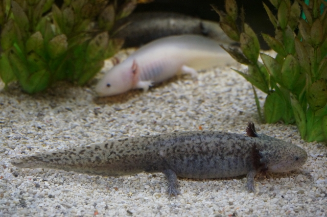 砂利の上で休む白と斑点模様のウーパールーパーたち