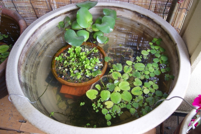 睡蓮鉢に浮かぶ浮き草と鉢植えの水草のビオトープ