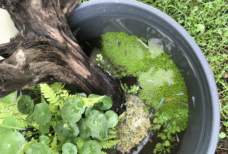 流木と水草を配置した睡蓮鉢で泳ぐメダカの俯瞰画像