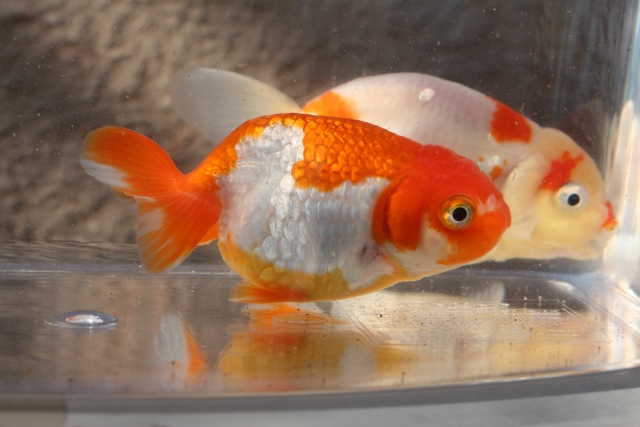 透明な容器の中で泳ぐ赤と白の模様の金魚2匹