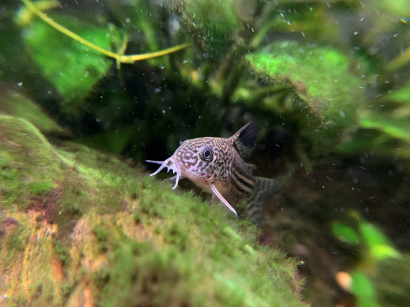 苔の生えた石の上にいるコリドラスの仲間と水草