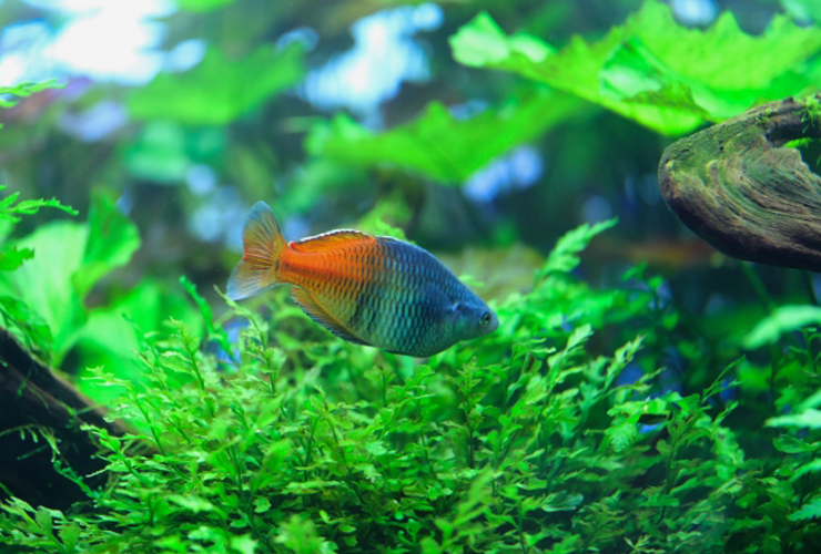 水草水槽内を泳ぐ青とオレンジの熱帯魚と流木