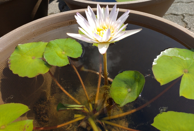 睡蓮鉢で開花した白いスイレンの花と浮き葉