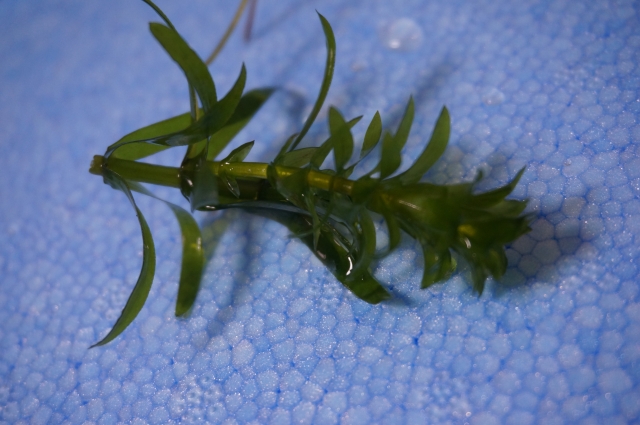 青い発泡スチロールの上に置かれた緑色の水草の茎と葉