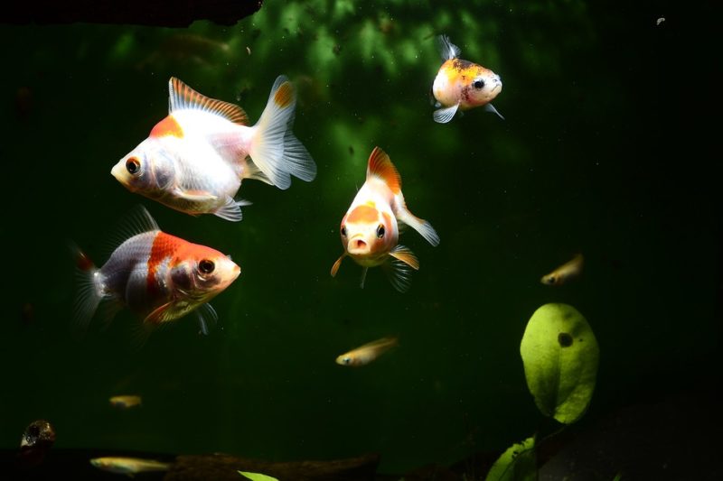 暗い水槽内を泳ぐ数匹の金魚と小さなメダカと水草
