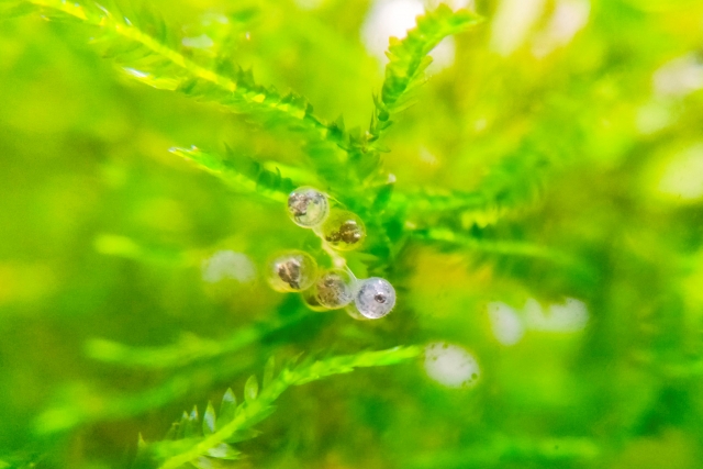 水草に付着した透明な魚の卵と緑色の水草の葉面