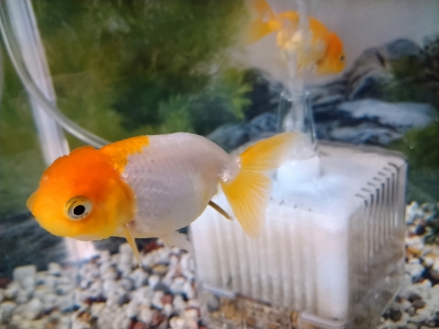 投げ込み式フィルターと水槽内を泳ぐ2匹の金魚