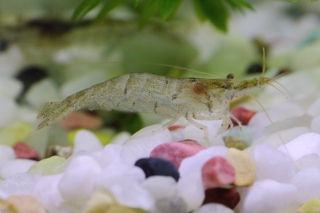 白い砂利の上にいる半透明なエビと水草の葉