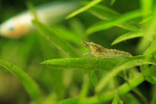 水草に乗るエビと背景を泳ぐメダカの仲間